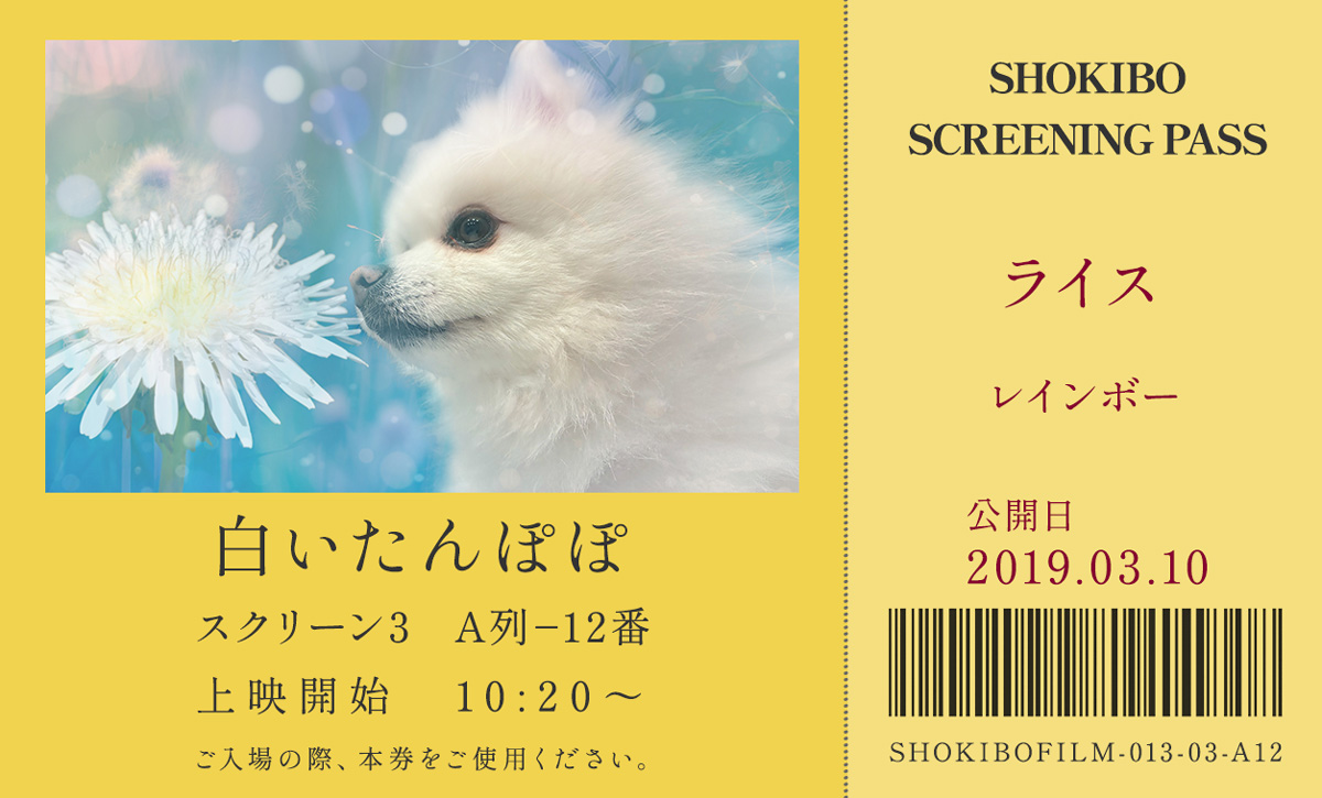 小規模フィルム作品013「白いたんぽぽ」の映画チケット。白いたんぽぽと向き合う白いポメラニアン・ライスの写真を使用したデザイン。テーマカラーはレインボーで、作品タイトル「白いたんぽぽ」、公開日「2019.03.10」、スクリーン情報やバーコード風デザインを配置した鑑賞券風のレイアウト。