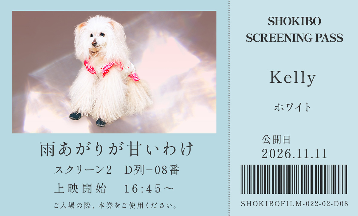 小規模フィルム作品022「雨あがりが甘いわけ（Sweet After Rain）」の映画チケット。赤いギンガムチェックのレースを身につけた白いプードル・Kellyをデザインした一枚。テーマカラーは白。公開日は2026年11月11日。