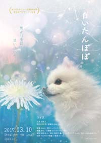 小規模フィルム作品013「白いたんぽぽ」のポスター。白いたんぽぽを見つめる白いポメラニアン・ライス。